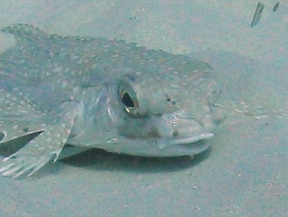 Dactylopterus volitans / pesce civetta